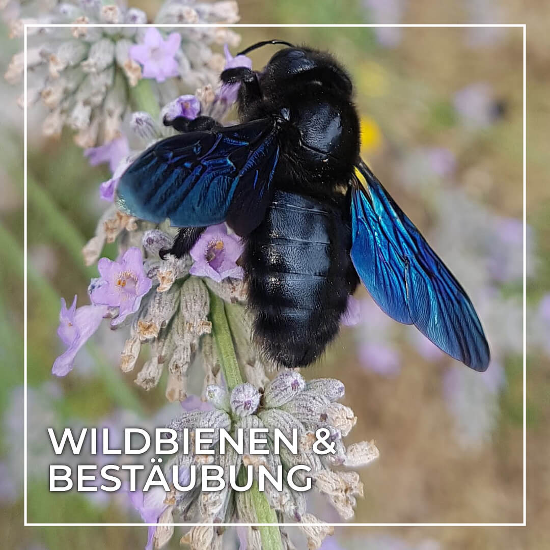 Wildbienen & Bestäubung